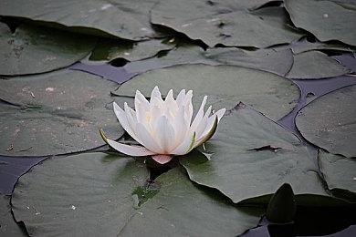 《战神5》Steam褒贬不一 强制捆绑PSN引大量不满